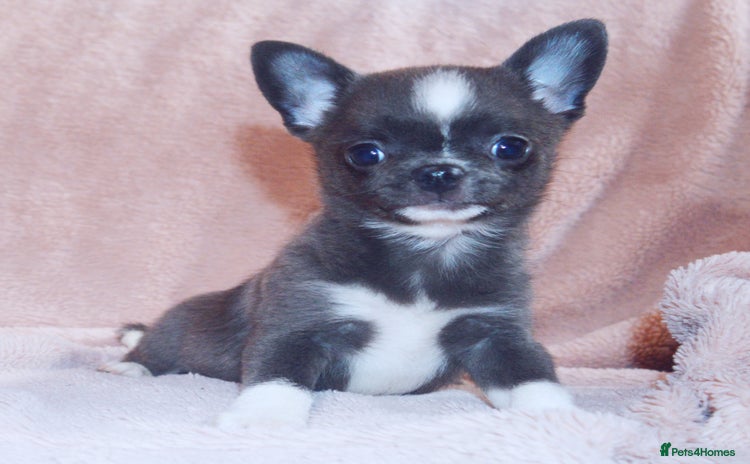 Chihuahua dogs - Advert 4