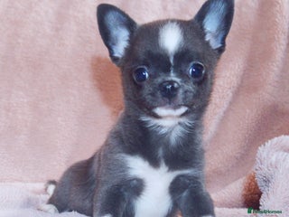 Chihuahua dogs - Advert 5