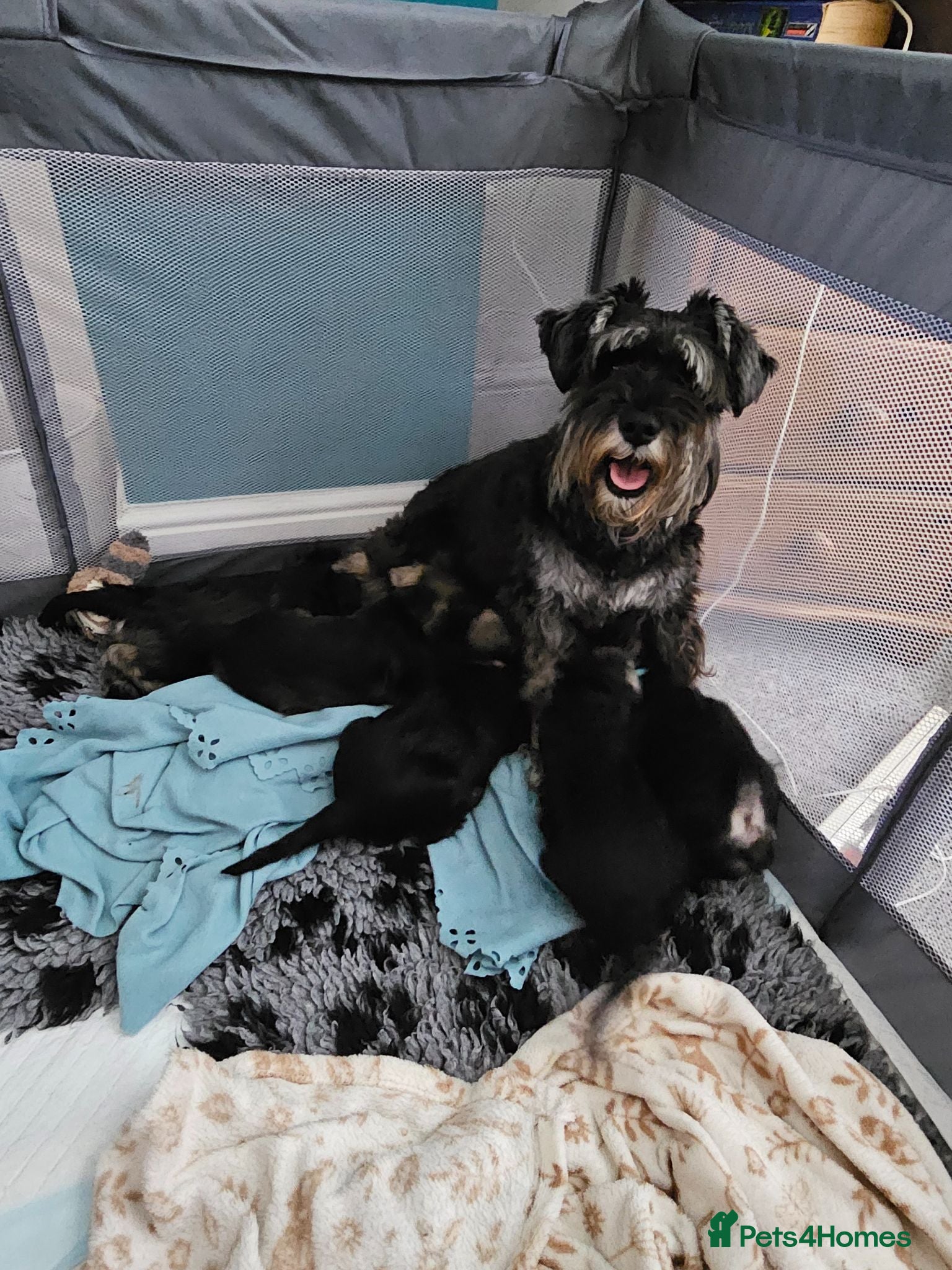 Miniature Schnauzer dogs ⭐Exceptional Home-Reared Miniature Schnauzer Pups⭐ - Advert 3