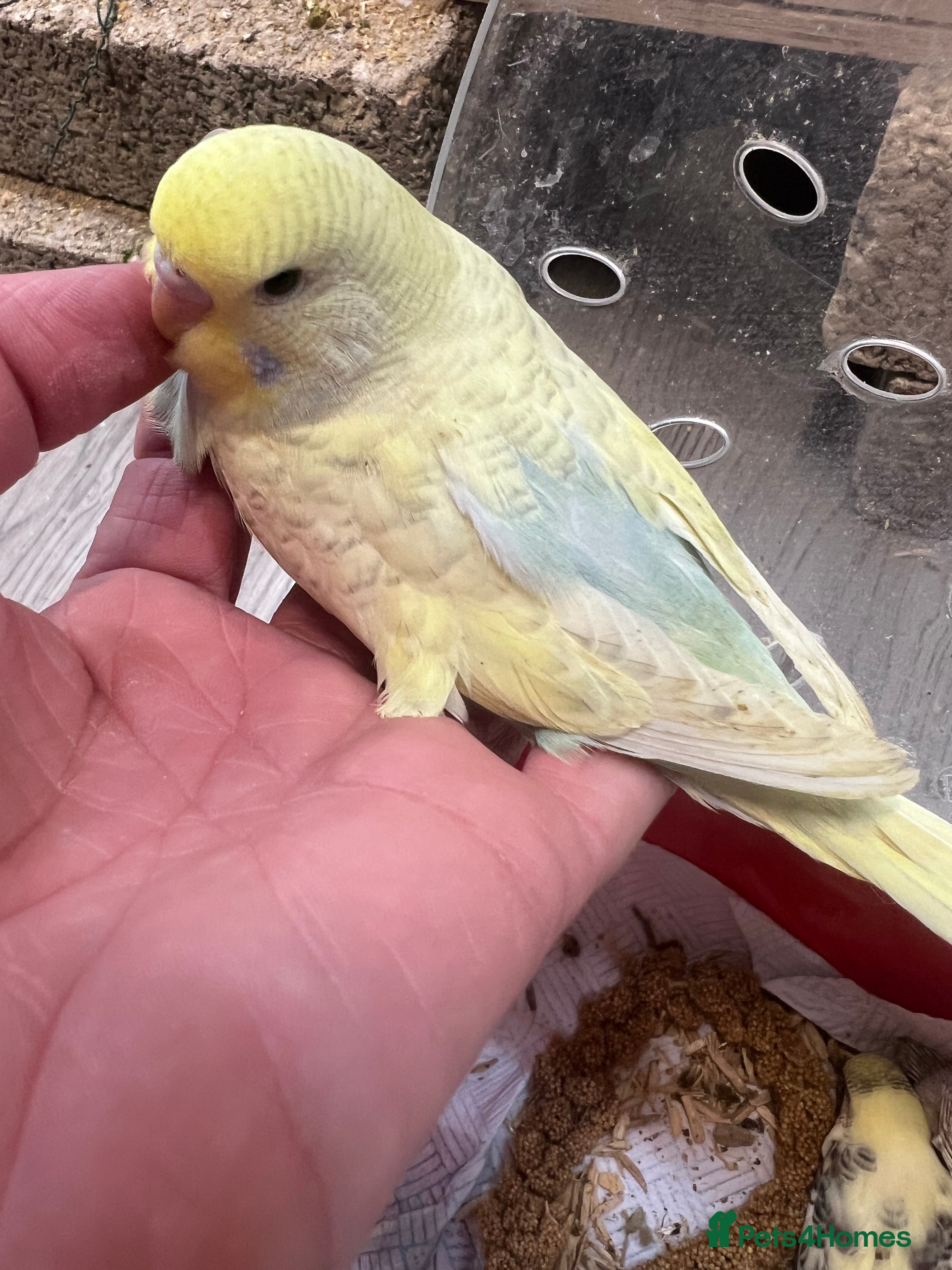Budgerigars birds Hand Tame Budgie Chicks Ready January  - Advert 2