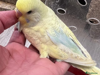 Budgerigars birds Hand Tame Budgie Chicks Ready January - Advert 1