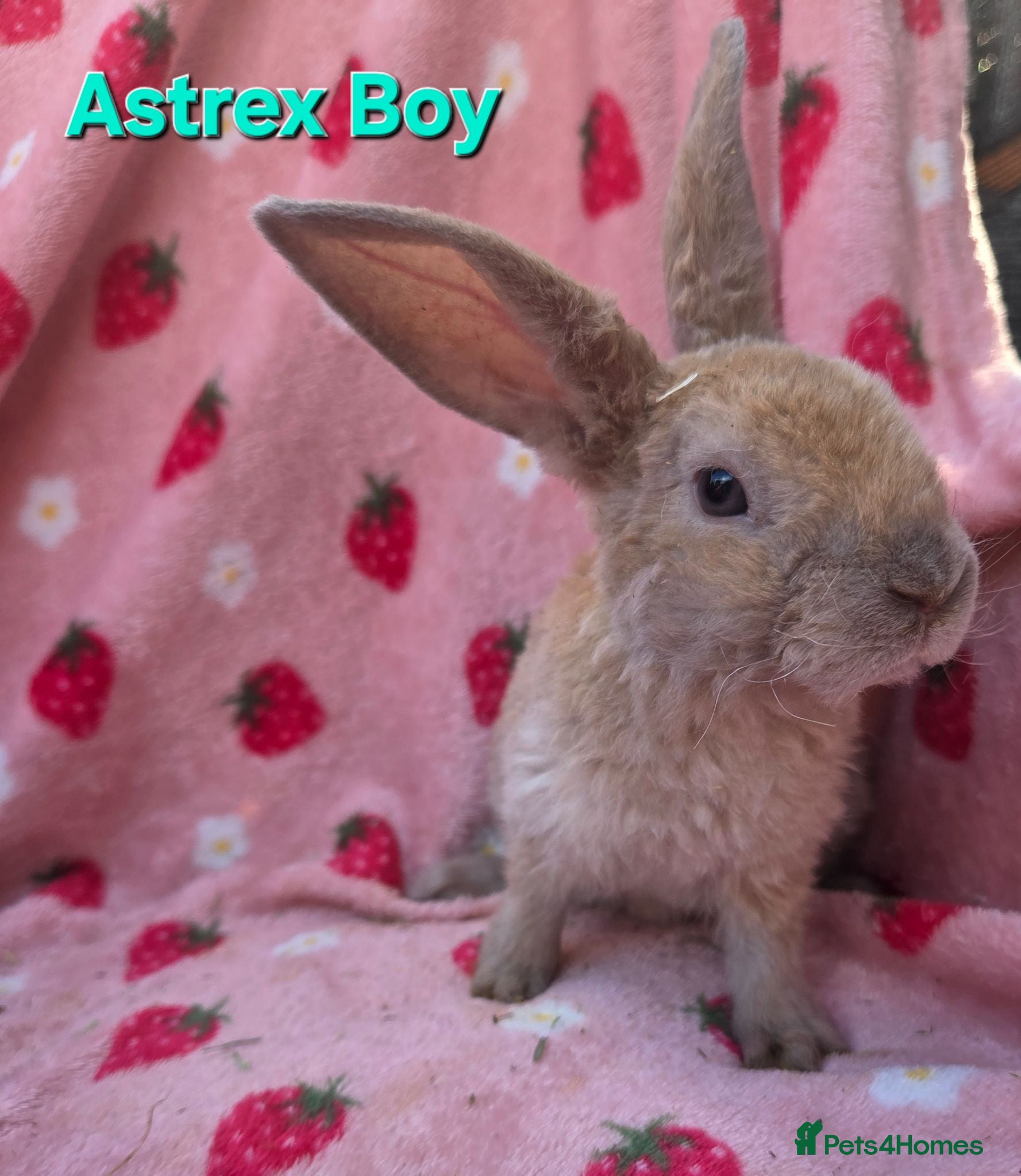 Rex rabbits Last 2 🩷💙 Saught after Curly Astrex bunnies - Advert 2