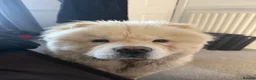 Chow Chow dogs for sale: Barnaby the chow chow - Advert 5