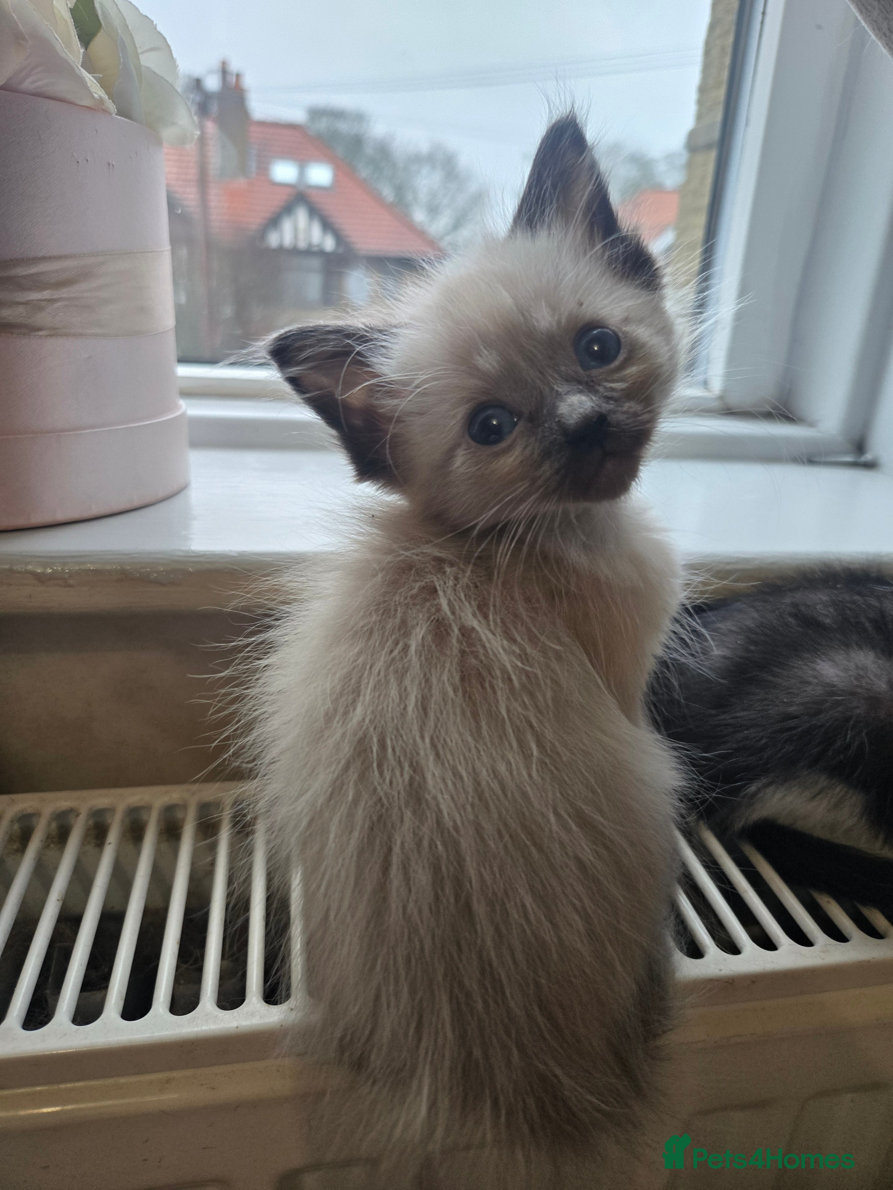 Mixed Breed cats Ready for new slaves beautiful sphynx babies. - Advert 5