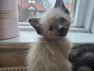 Mixed Breed cats Ready for new slaves beautiful sphynx babies. - Advert 6