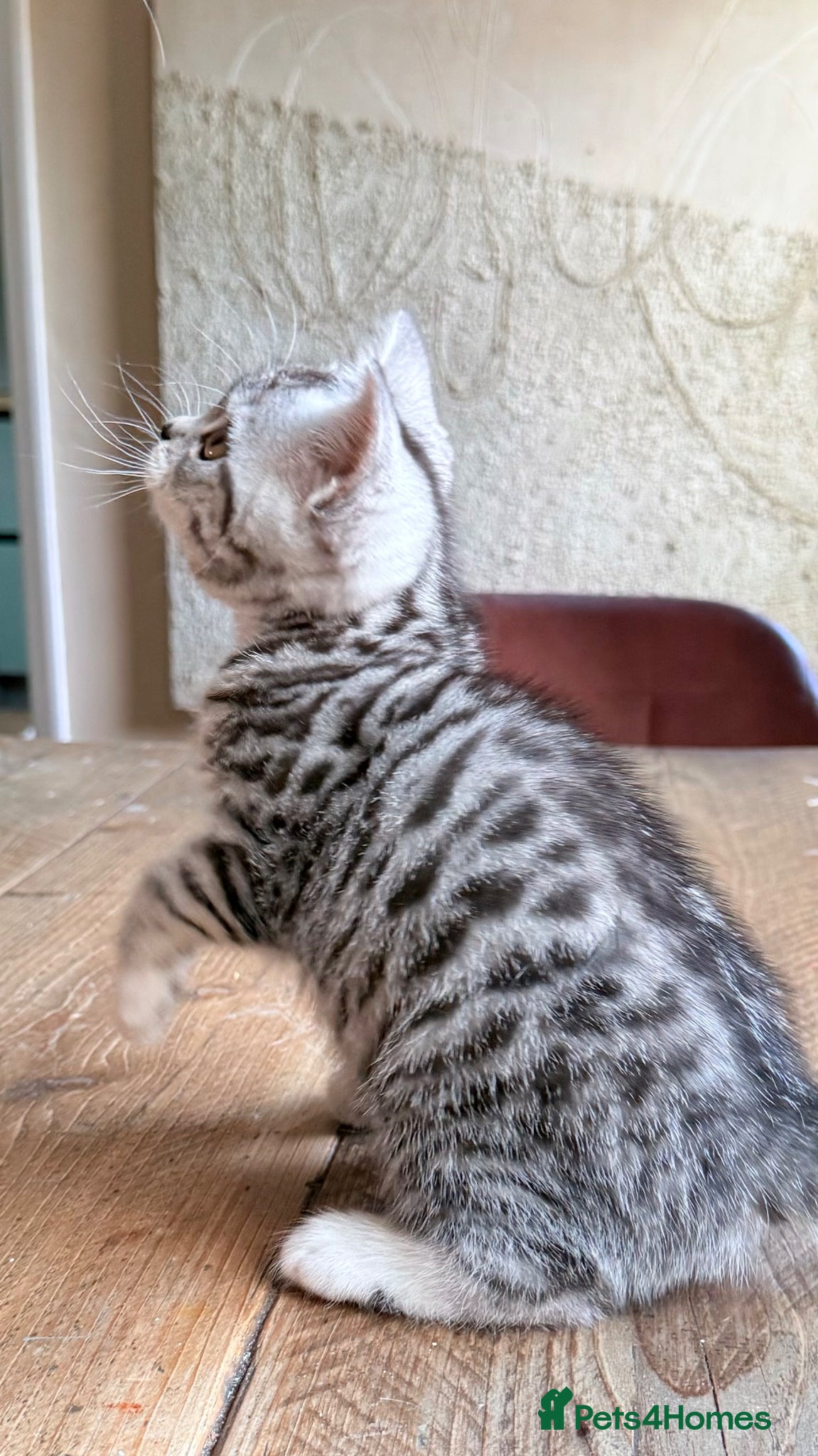 British Shorthair cats Silver Spotted British Shorthair Kittens - Advert 5