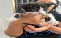 Mixed Breed cats for sale: 7 Beautiful black and white kittens  - Image 3