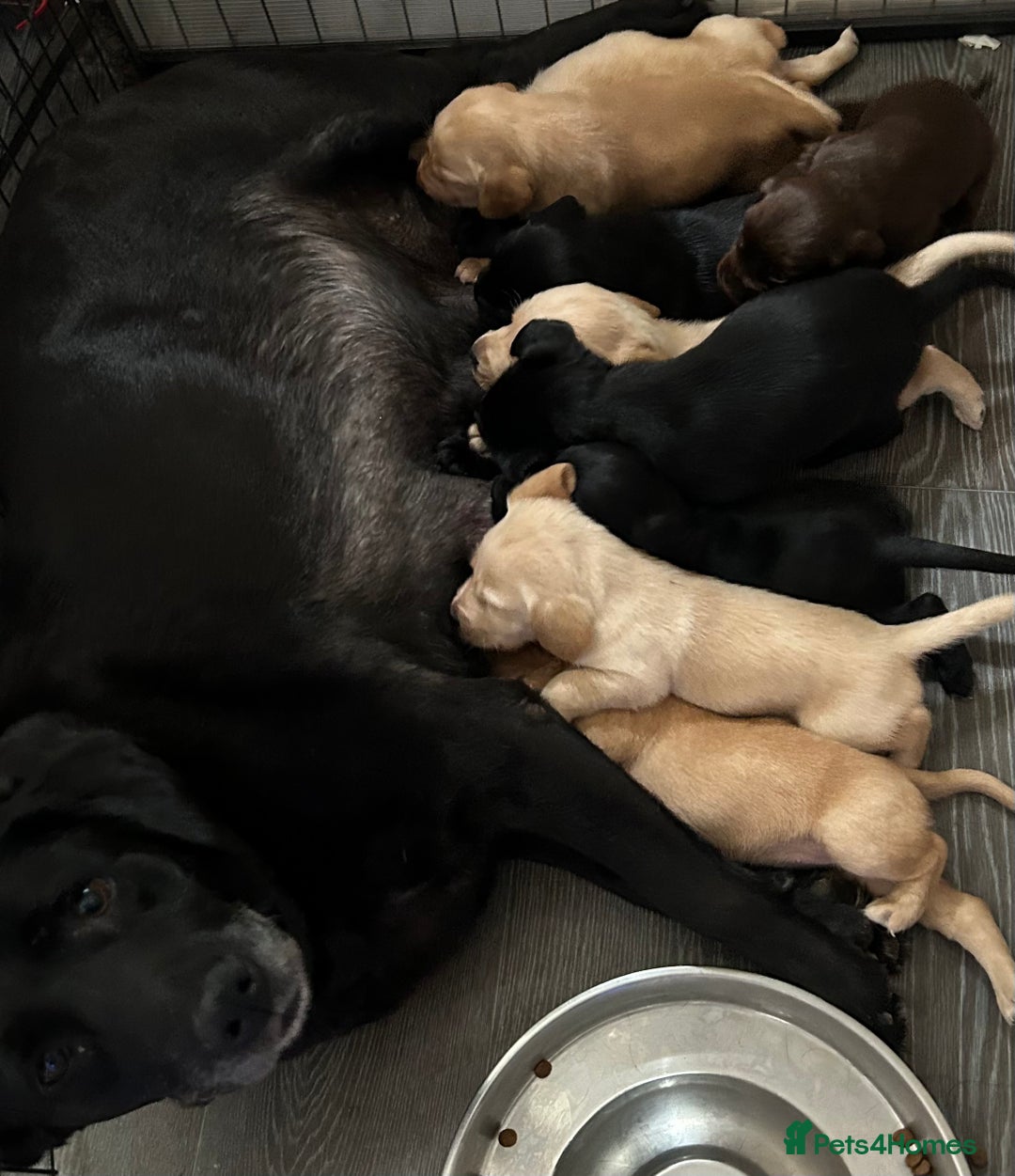 Cockerdor dogs for sale: Cockerdors - Image 11