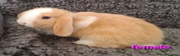 Mini Lop rabbits for sale: Adorable Mini Lop Baby Rabbits For Sale - Advert 3