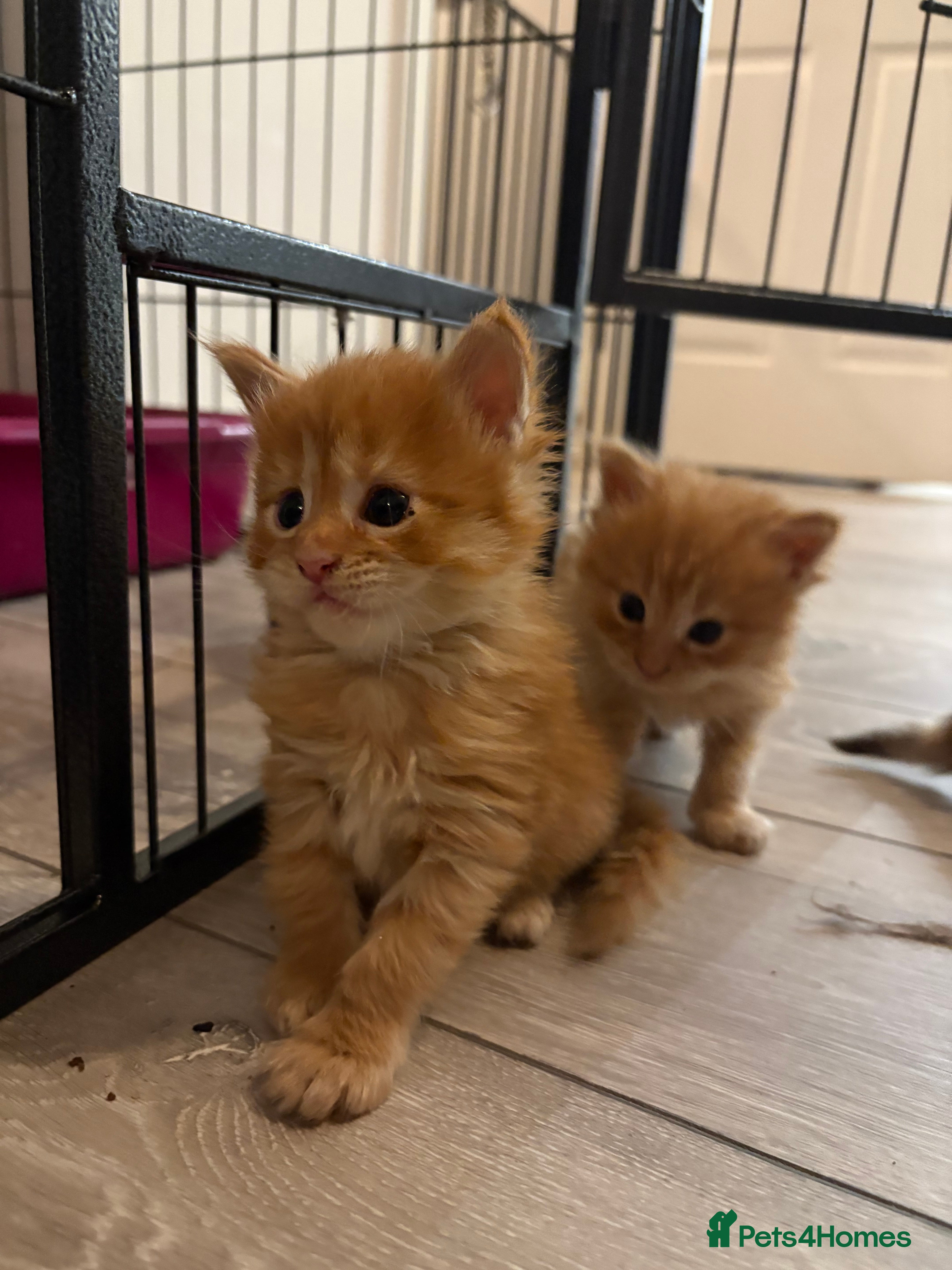 Maine Coon cats TICA registered Maine coon kittens rare red girl  - Advert 7