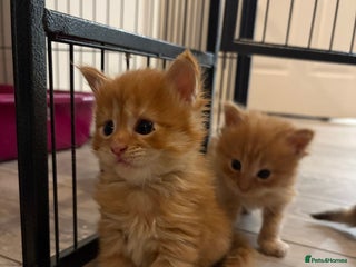 Maine Coon cats TICA registered Maine coon kittens rare red girl - Advert 7
