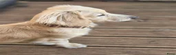 Miniature Dachshund dogs for stud: Cream long haired stud mini dachshund - Advert 3