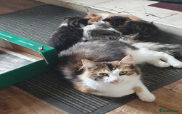 Mixed Breed cats for sale: Adventurous Kittens - Image 6