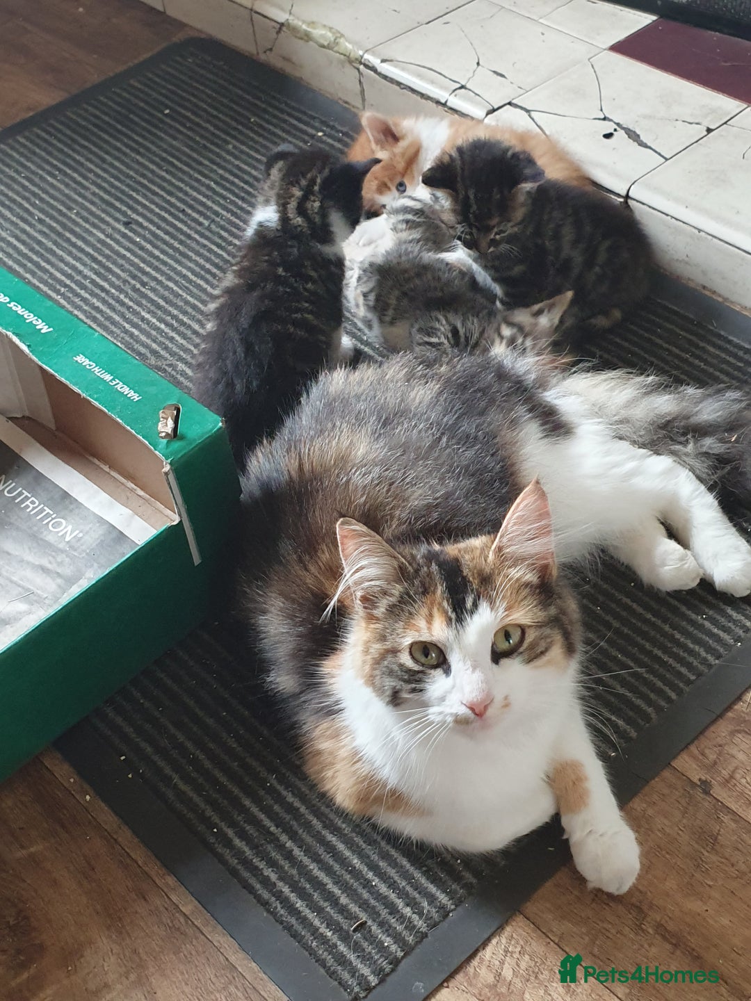 Mixed Breed cats for sale: Adventurous Kittens - Image 6