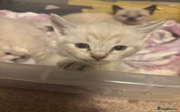 Bengal cats for sale: ‼️Ready to leave in 3 weeks‼️ - Image 7