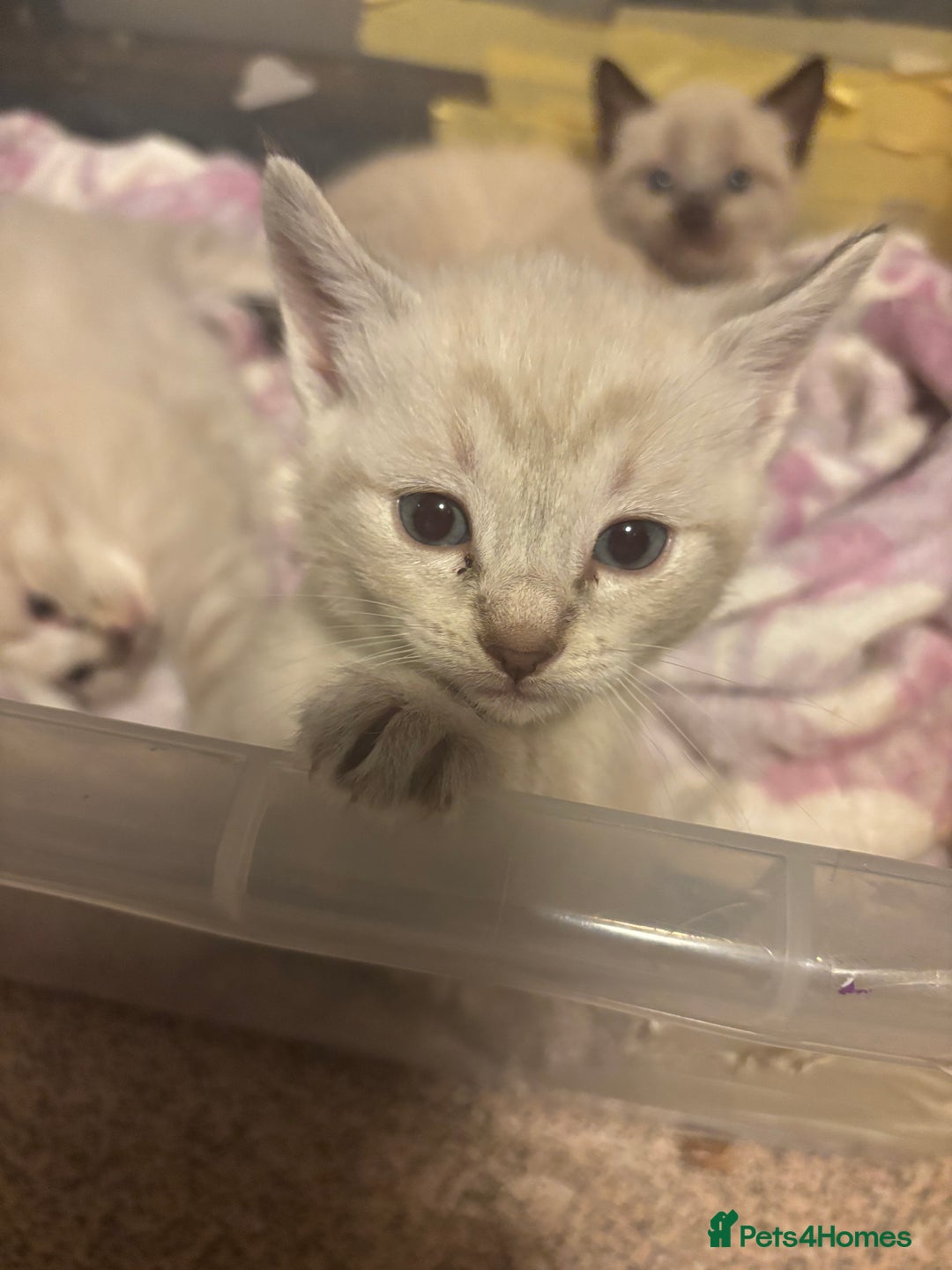 Bengal cats for sale: ‼️Ready to leave in 3 weeks‼️ - Image 7