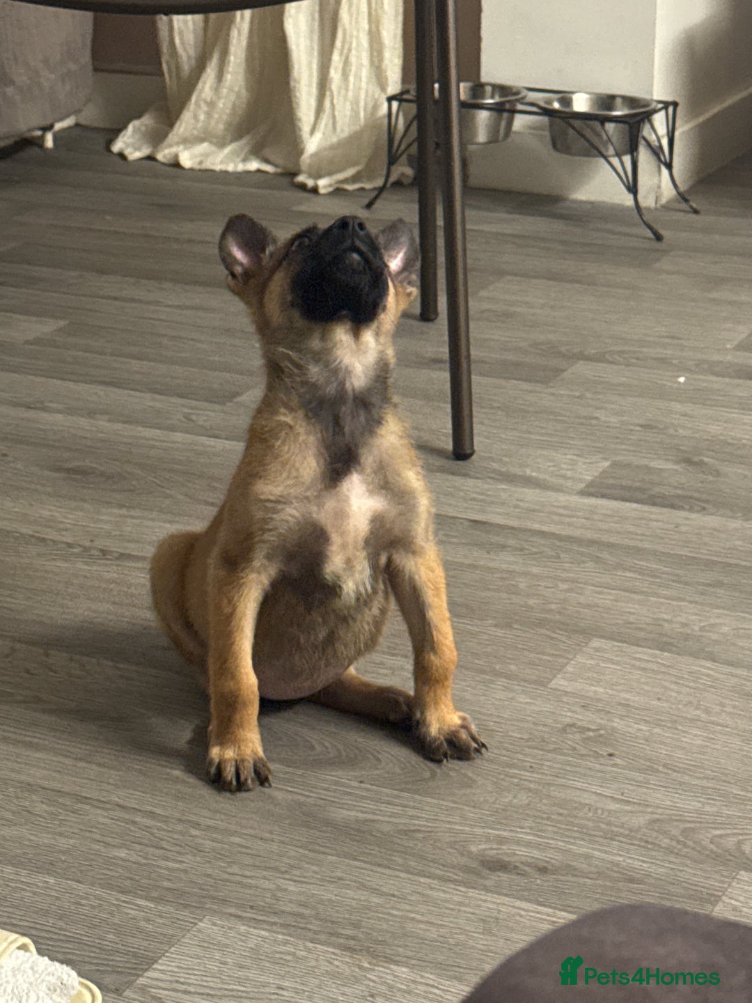 Belgian Shepherd Dog dogs for sale: Beautiful 8-Month-Old Belgian Malinois – “Cali” - Advert 3