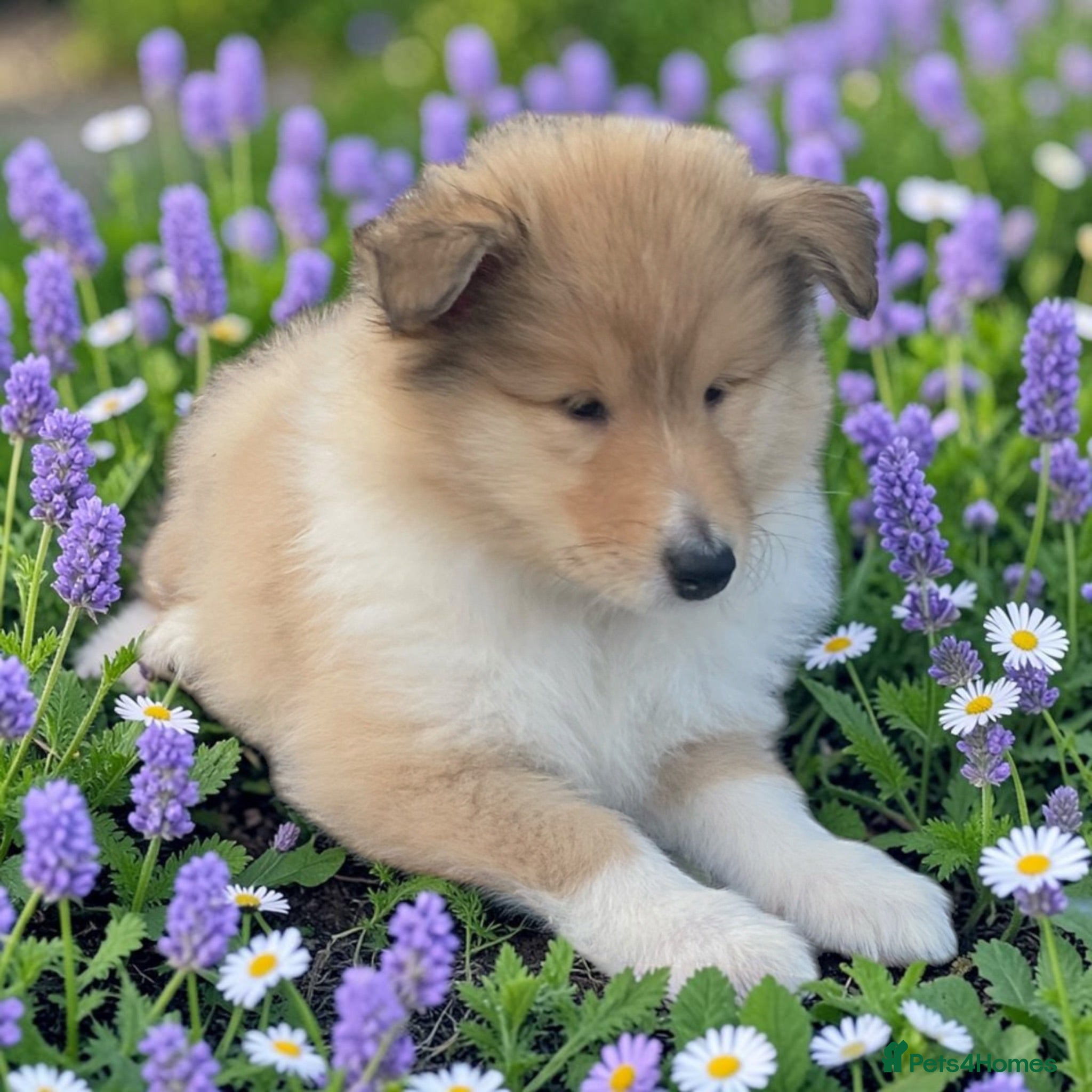 Rough Collie dogs Rough collie Male & 1 Female puppies - Advert 2