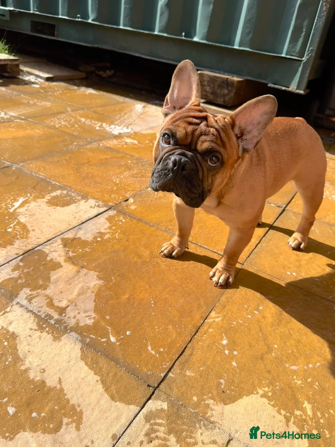 French Bulldog dogs for sale: Baby Henry.  in Stoke-on-Trent - Advert 2