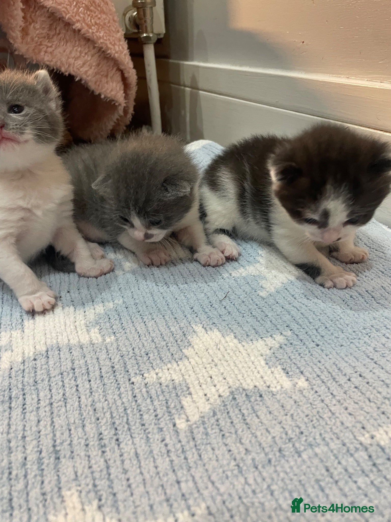 Mixed Breed cats Kittens half saimess  - Advert 6