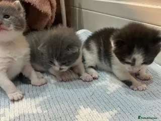 Mixed Breed cats Kittens half saimess - Advert 6