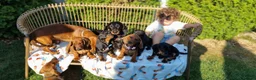 Dachshund dogs for sale: Adorable standard dachshunds with pedigree FCI - Advert 3