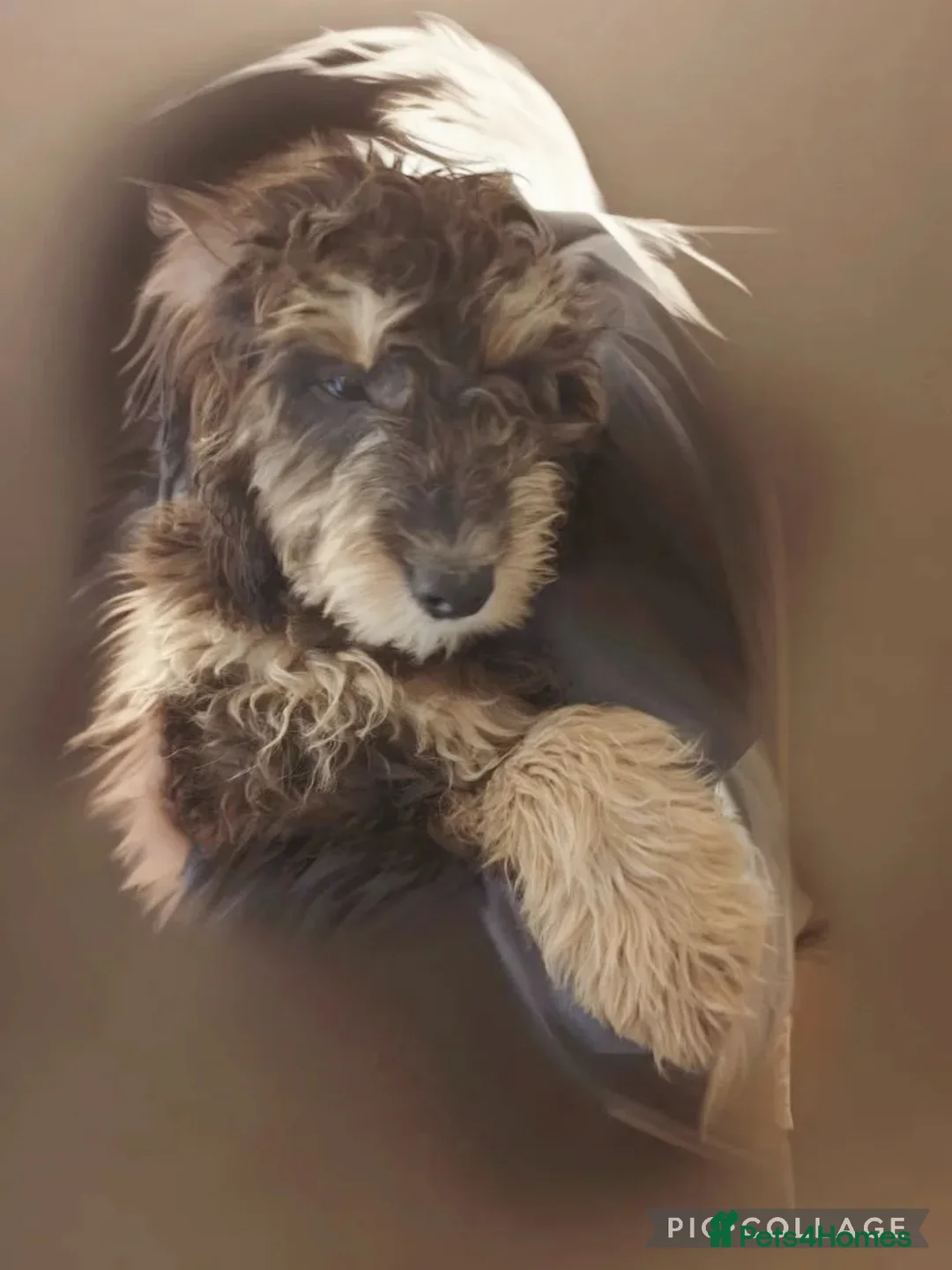 Cockapoo dogs for sale: F3 cockapoo puppies - Advert 6