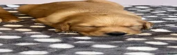 Golden Retriever dogs for sale: KC Fox Red Golden Retriever Puppies  in ELY - Advert 12