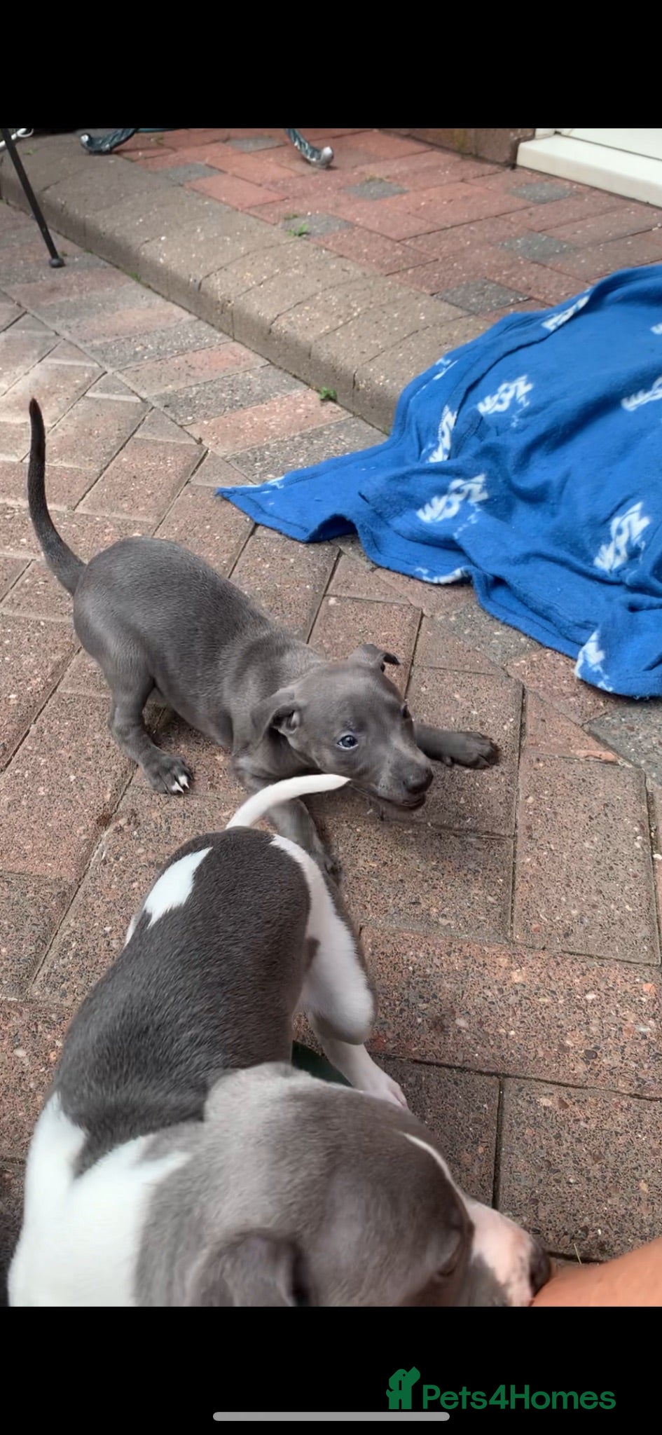 Whippet dogs Blue Kennel Club Registered Whippet pups - Advert 1
