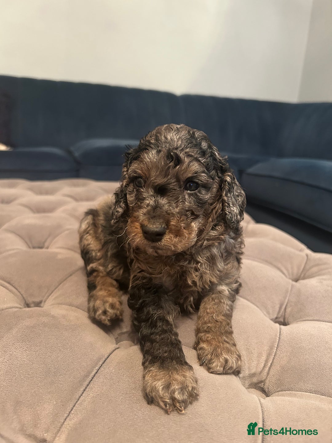 Cockapoo dogs for sale: Fb2 miniature cockapoo - Image 3