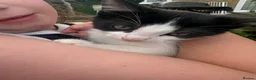 Mixed Breed cats for sale: Five Loving Kittens Ready for Forever Homes - Advert 16