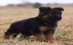 German Shepherd dogs for sale: Guardian Shepherd Dogs!!! - Image 4