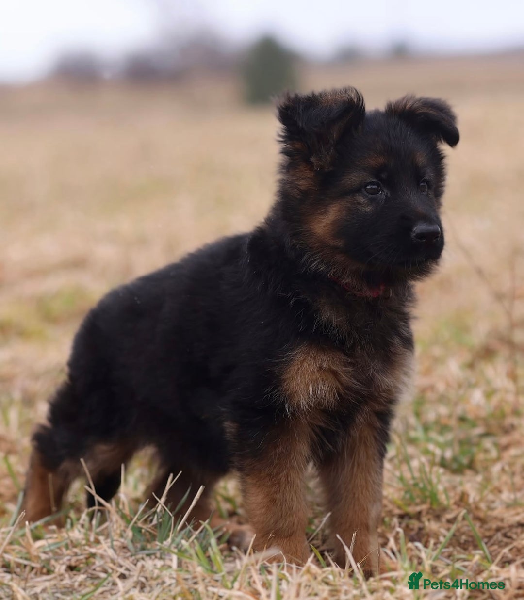 German Shepherd dogs for sale: Guardian Shepherd Dogs!!! - Image 4