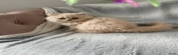 British Shorthair cats for sale: TICA registered BSH &BLH kittens  in Crewe - Advert 11