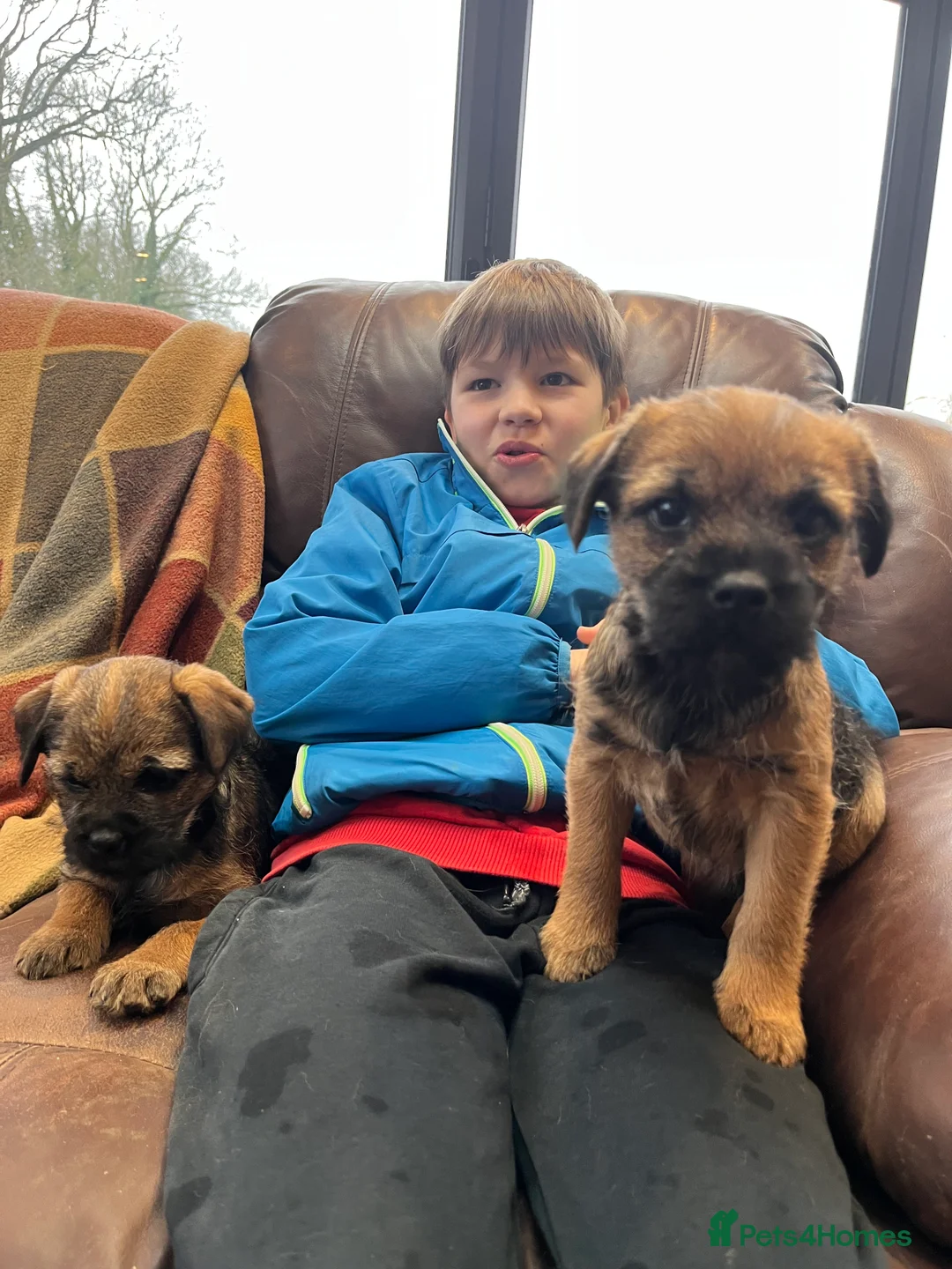Border Terrier dogs for sale: Beautiful Border Terrier puppies  - Advert 14