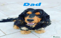 Cocker Spaniel dogs for sale: Exceptional litter of show type cocker spaniels - Image 10