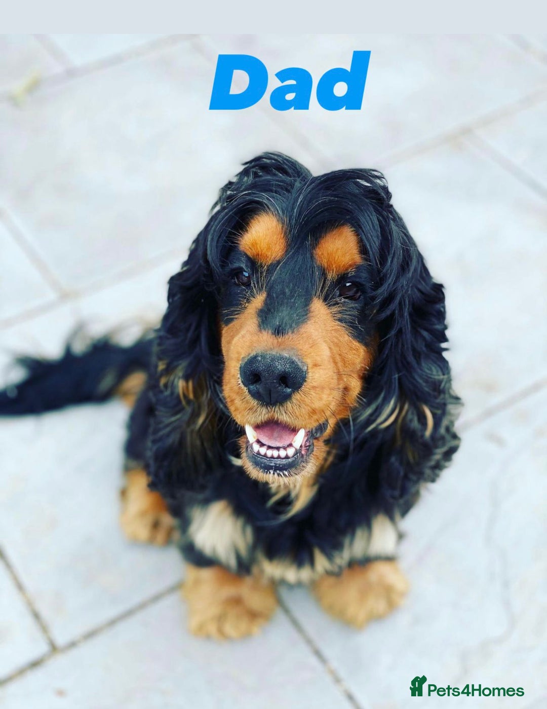 Cocker Spaniel dogs for sale: Exceptional litter of show type cocker spaniels - Image 10