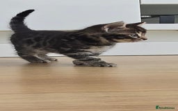 Bengal cats for sale:  Bengal with long haired blk & white kittens - Image 40