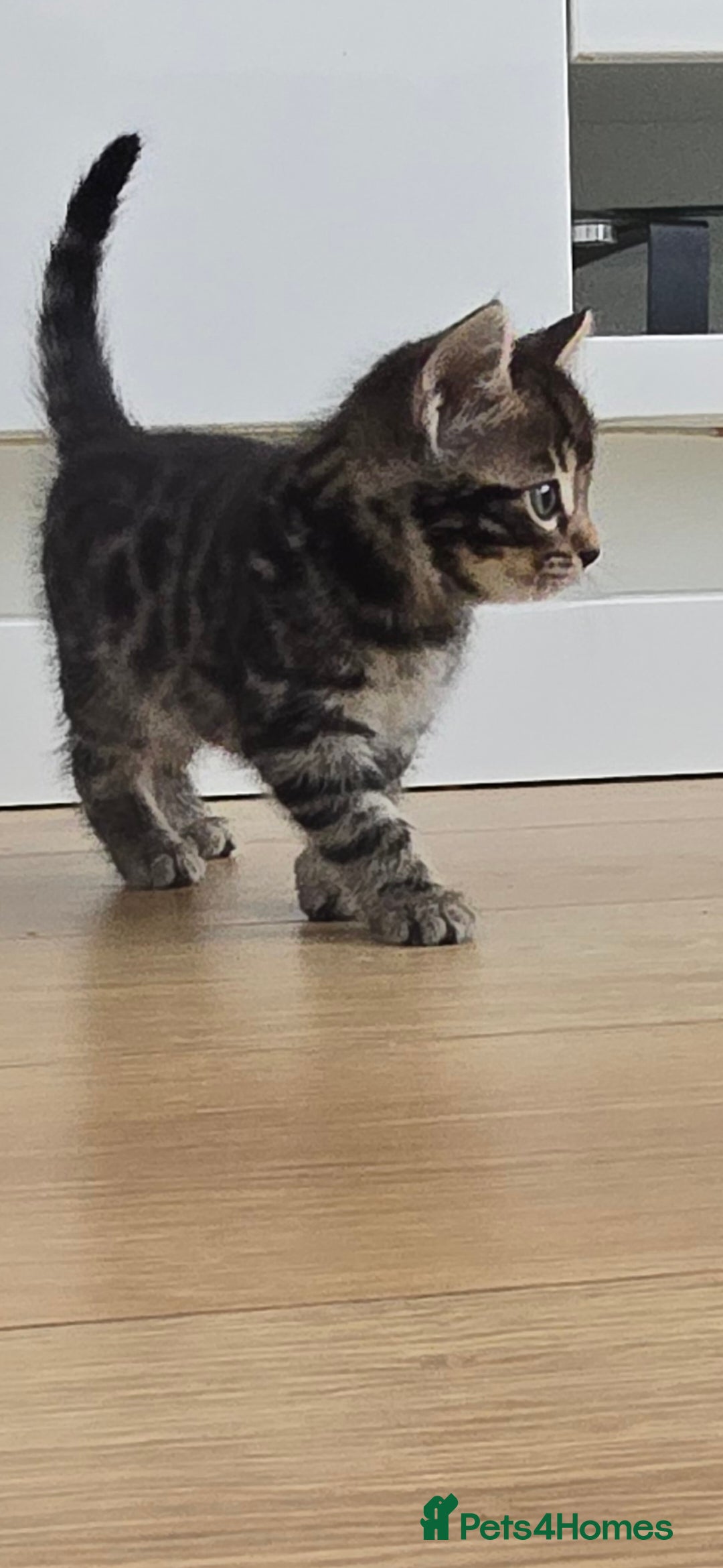 Bengal cats for sale:  Bengal with long haired blk & white kittens - Image 40