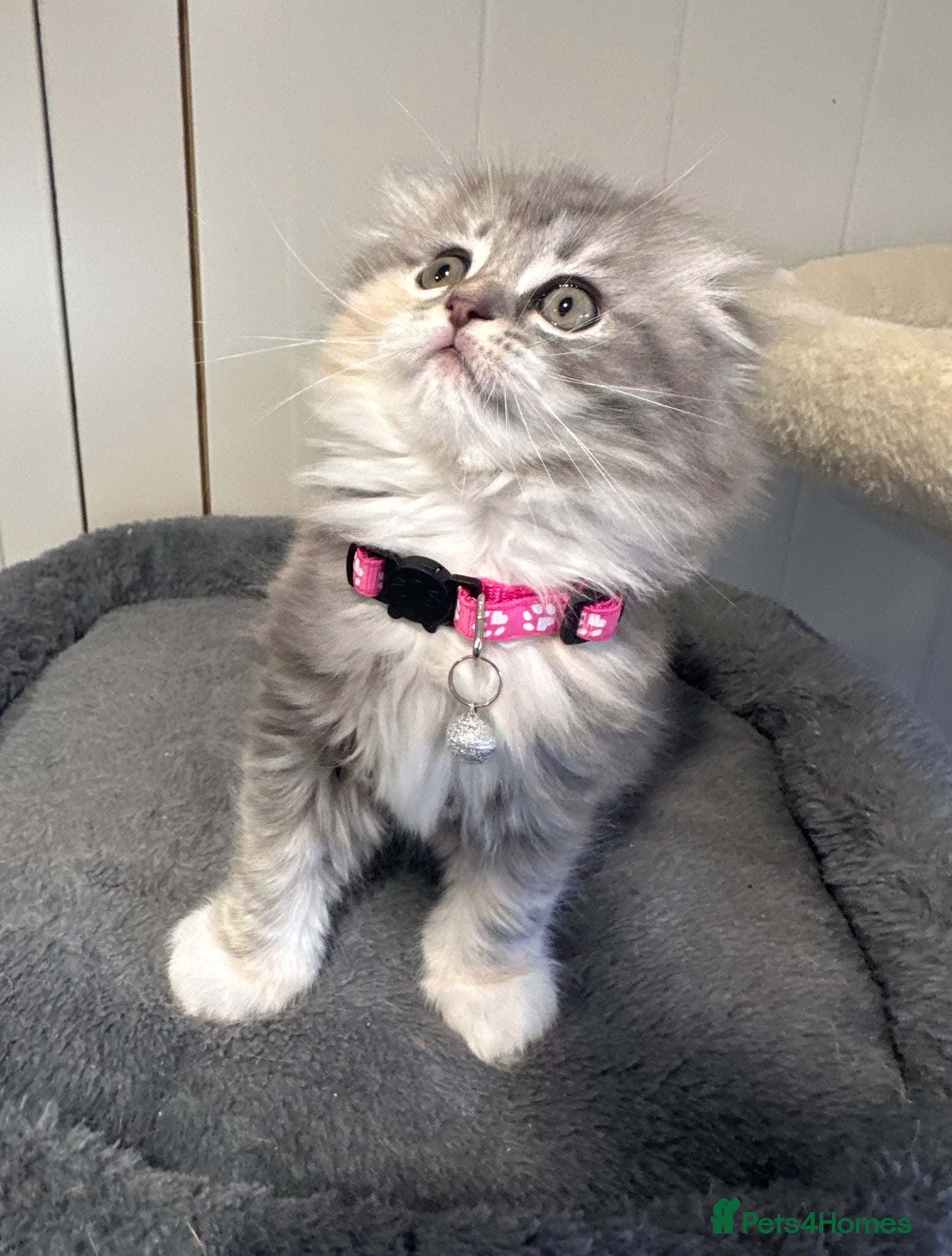 Scottish Fold cats Gorgeous Scottish Fold/Ragdoll kittens  - Advert 1