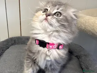 Scottish Fold cats Gorgeous Scottish Fold/Ragdoll kittens - Advert 2