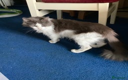 Norwegian Forest Cat cats for sale: Beautiful Pedigree Bencleuch Babies - Image 7