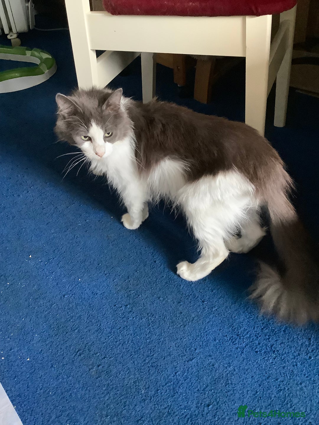 Norwegian Forest Cat cats for sale: Beautiful Pedigree Bencleuch Babies - Image 7