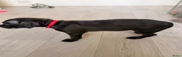 Mixed Breed dogs for sale: Staffordshire bull terrier X Cane corso puppies - Advert 10
