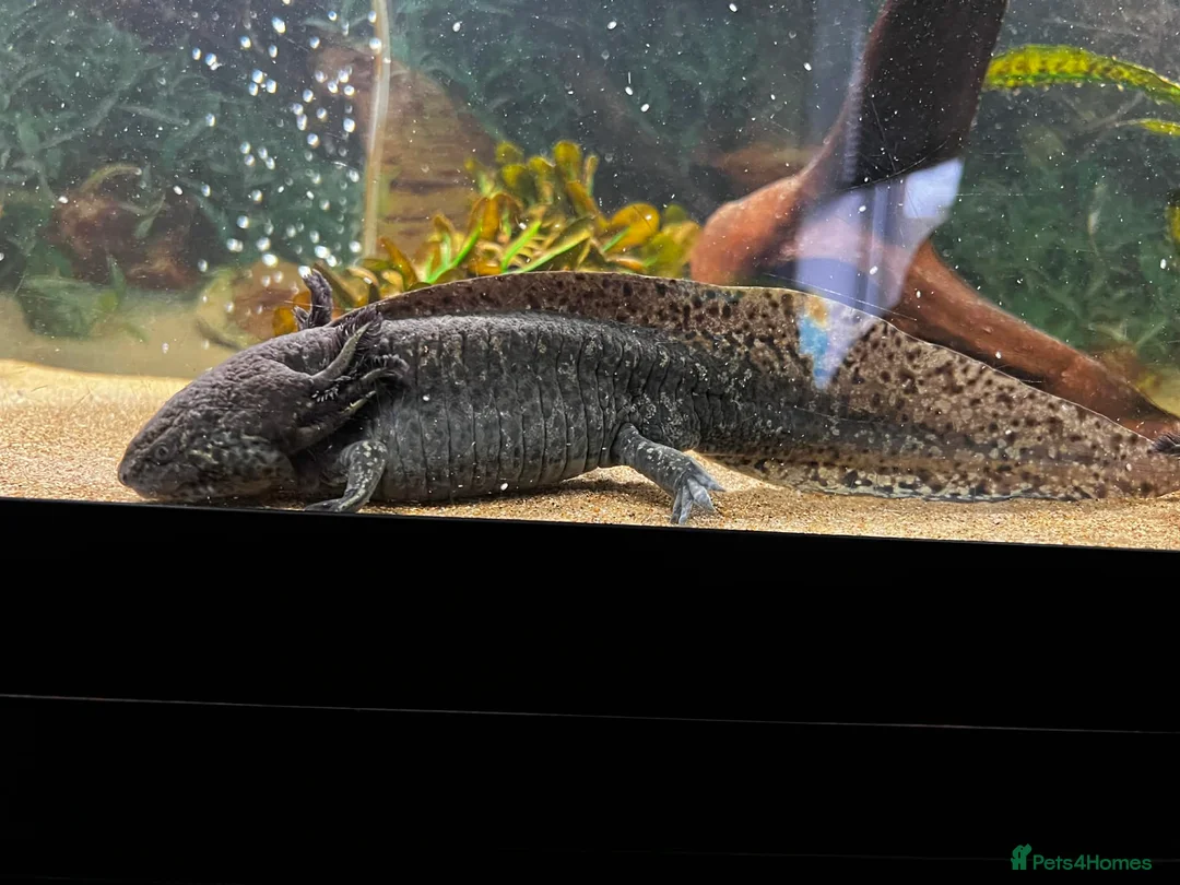 Axolotl reptiles for sale: Stunning axolotls available - male and female - Advert 4
