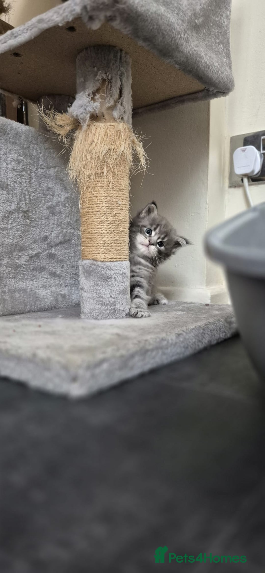 Maine Coon cats for sale: Twinny One and Two in Southend-on-Sea - Image 15