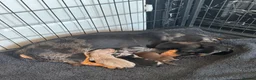 Dachshund dogs for sale: Miniature dachshunds - Advert 5