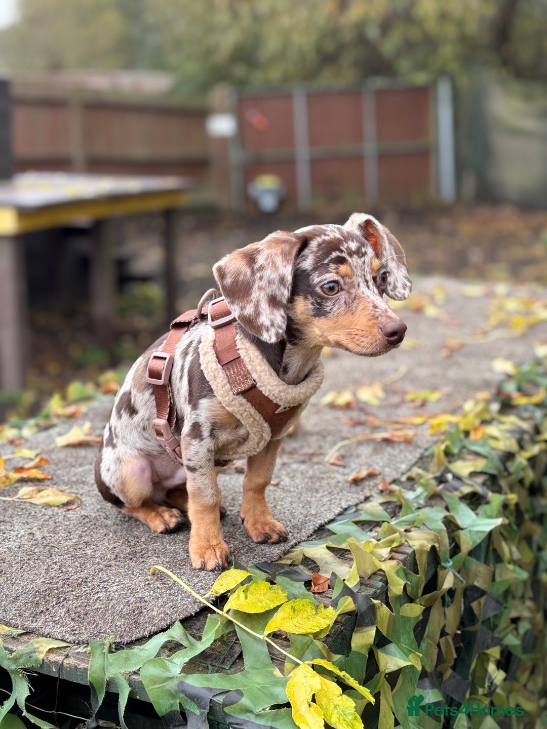 Mixed Breed dogs for sale: Chiweenie puppy - Advert 2