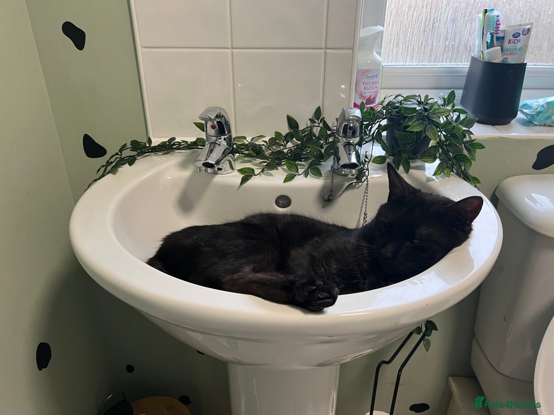 Domestic Shorthair cats for sale: Two male cats  - Image 8