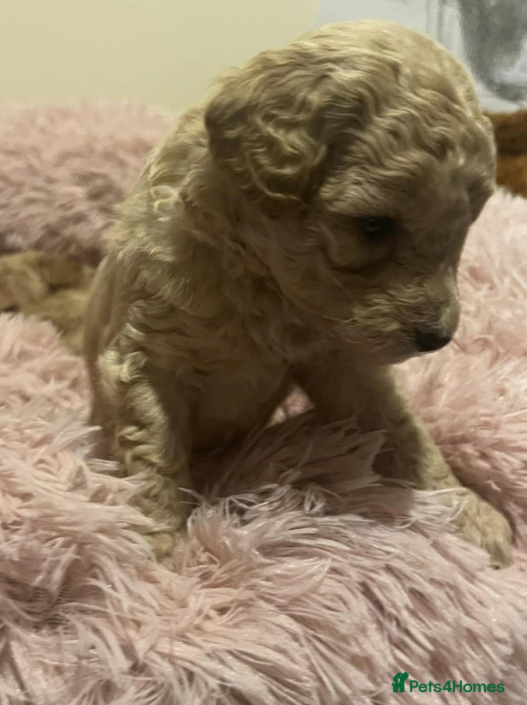 Maltipoo dogs for sale: Beautiful Maltipoo Puppies for Sale – 3 Boys - Advert 6